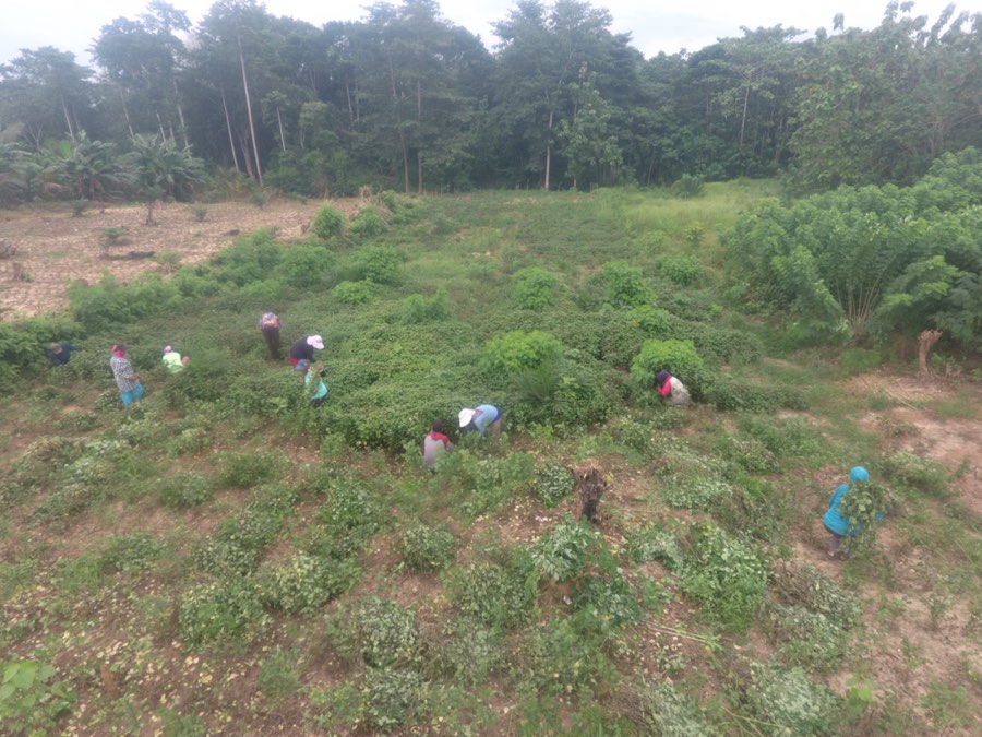 Pemanenan daun nilam di kebun