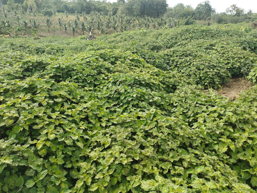 Hamparan kebun nilam siap panen